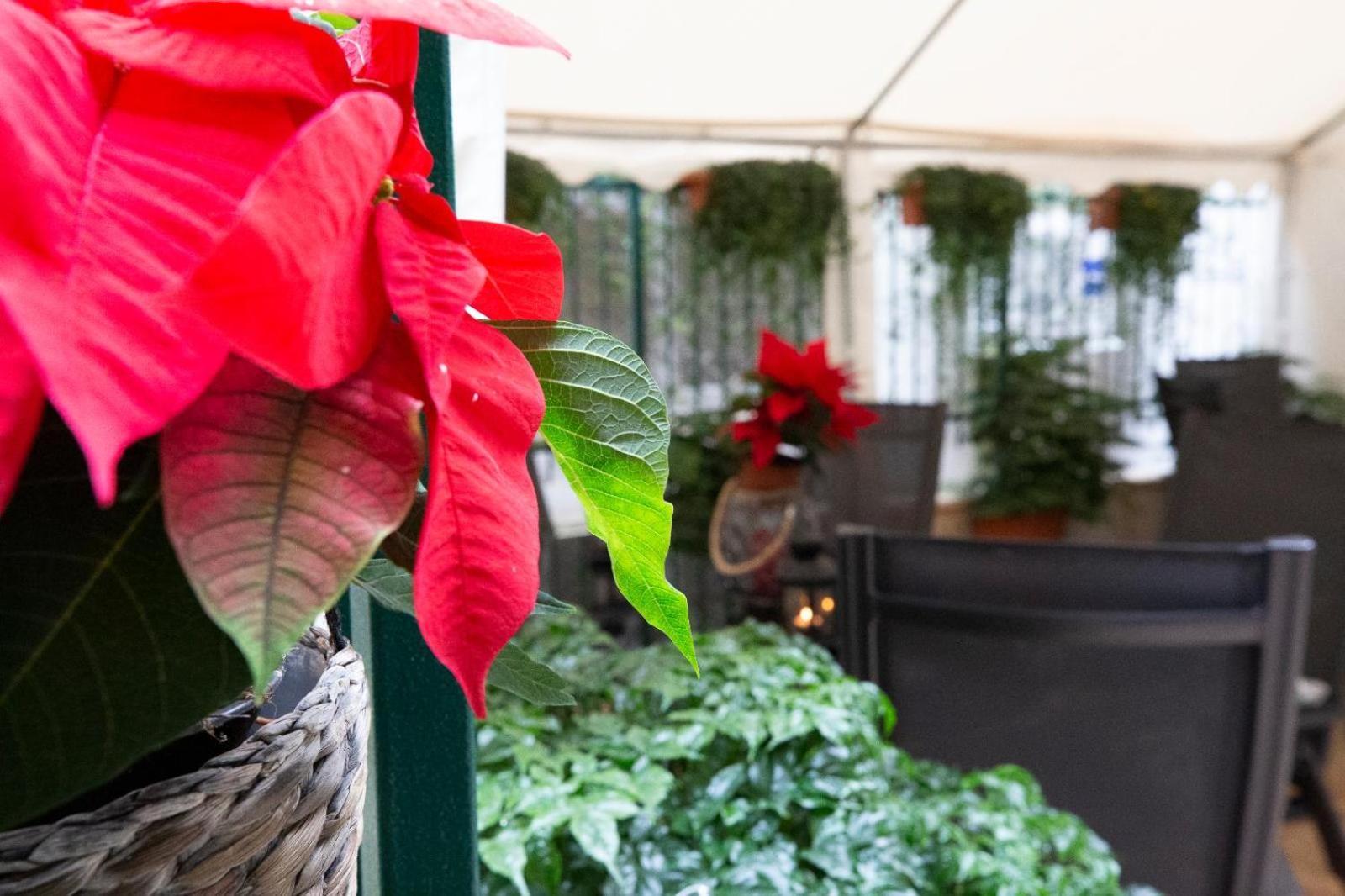 Flatinrome Trastevere Deluxe Rooms - Green Patio 외부 사진